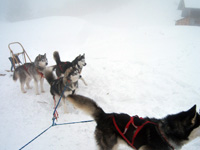 Huskies Erleben